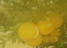 作品スクリーンショット 2