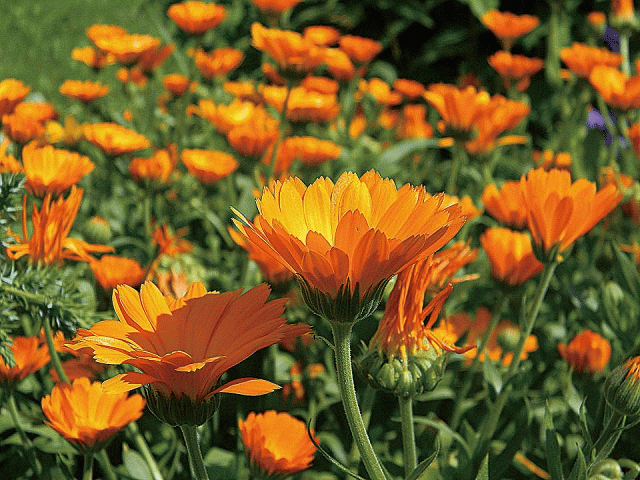 作品スクリーンショット 1