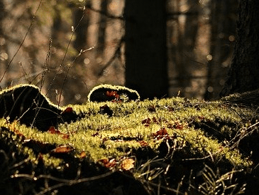 作品スクリーンショット 1